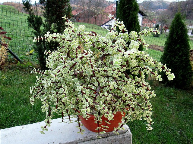 Portulacaria afra
